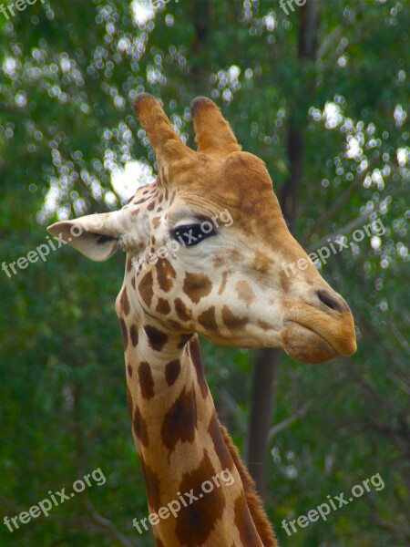 Giraffe Male Animal Head Africa