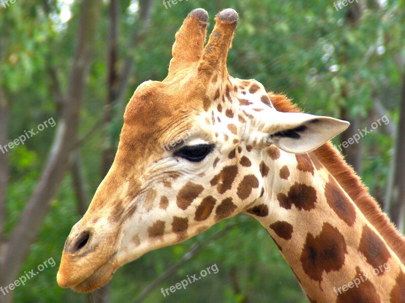 Giraffe Male Animal Head Africa