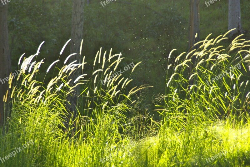 Grass Green Scene Pasture Sunlight