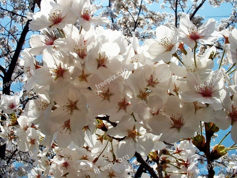 Sakura Flowers Cherry Japan Angelica