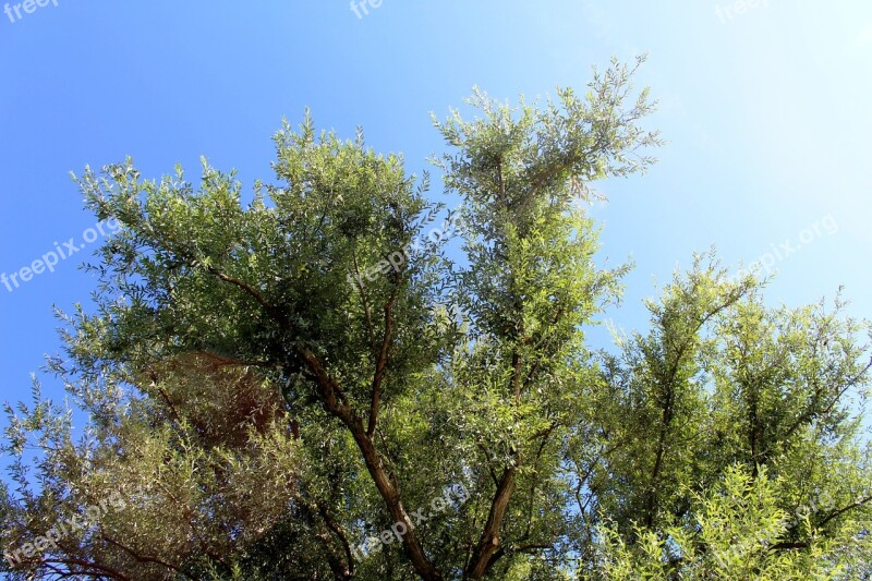 Nature Trees Late Summer Autumn Farbenpracht