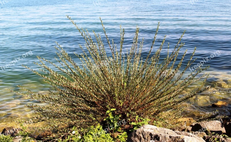 Lake Bank Plant Bush Stones