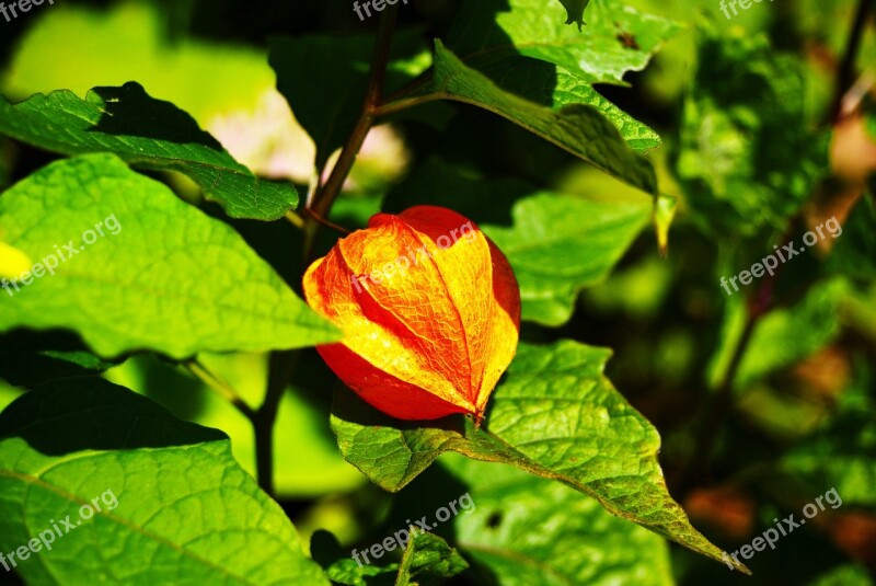 Cage Orange Flower Nature Summer