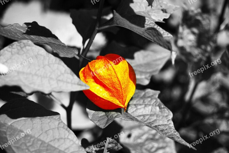 Cage Orange Black And White Flower Nature