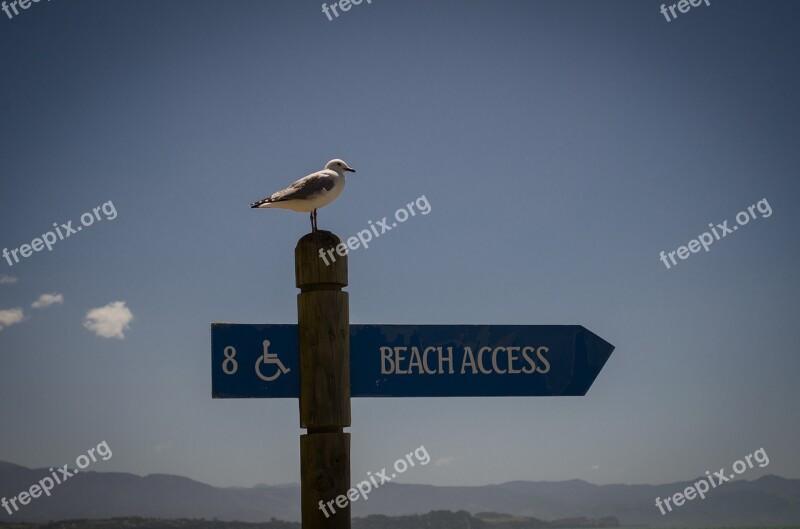 Seagull Poster Disabled Sky Free Photos