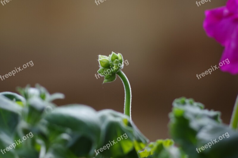 Bud Geranium Flora Spring Flower