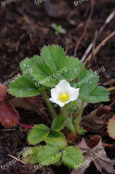 Strawberry Bloom Spring After Rain Petals