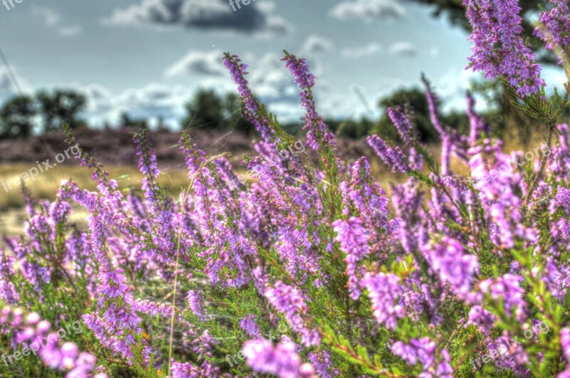 Lüneburg Heath Nature Heide Heather Hiking