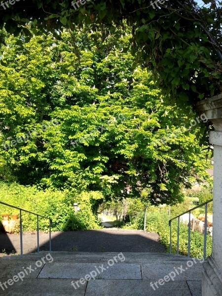 Stairs Away Gradually Forest Leaves