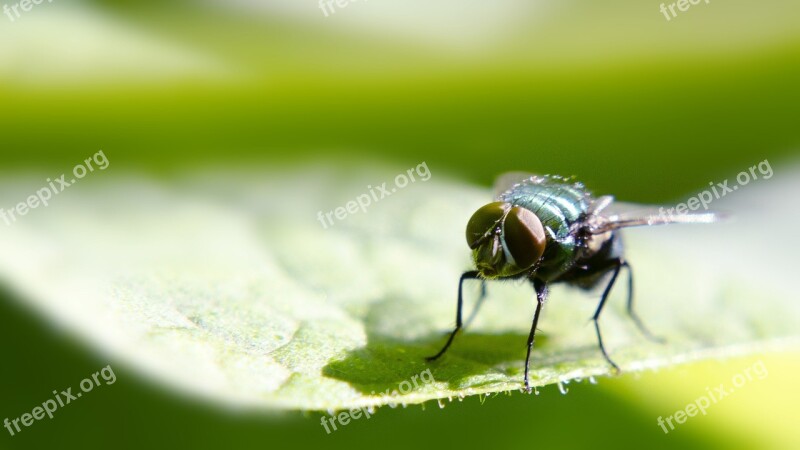 Insects Green Be Macro Insect