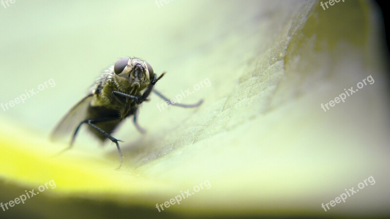 Insects Green Be Macro Insect