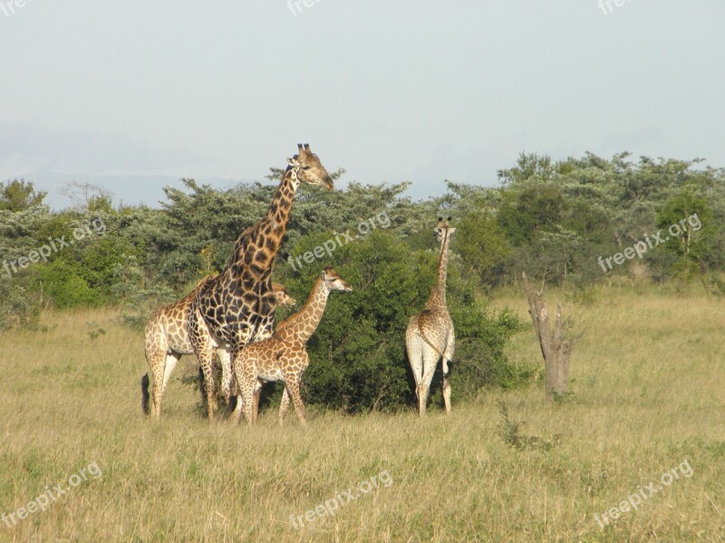 Giraffe Africa Nature Wildlife Animal