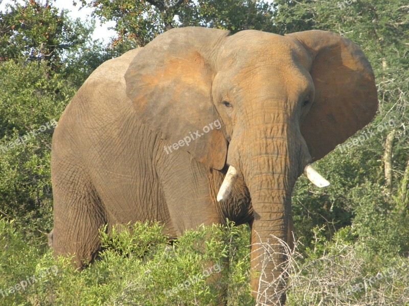 Elephant Africa Wildlife African Animal