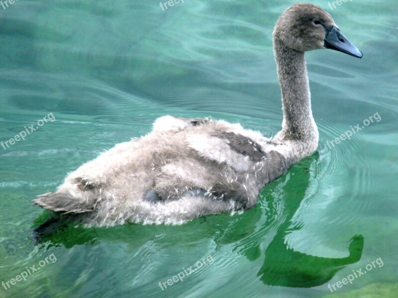 Swan Fluffy Animal World Young Water Bird