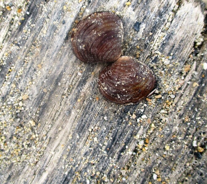 Mussels Lake Beach Shellfish Meeresbewohner