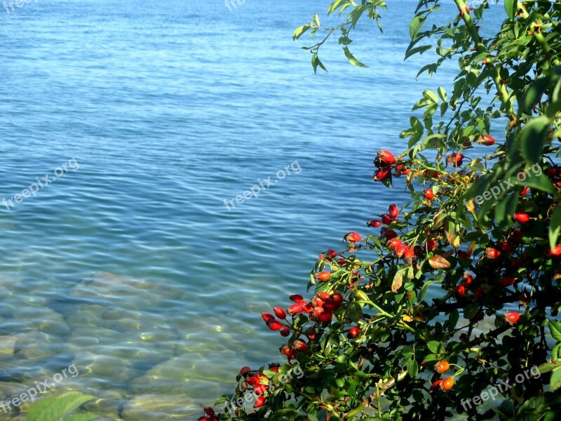 Wild Rose Bush Rose Hip Red Fruits