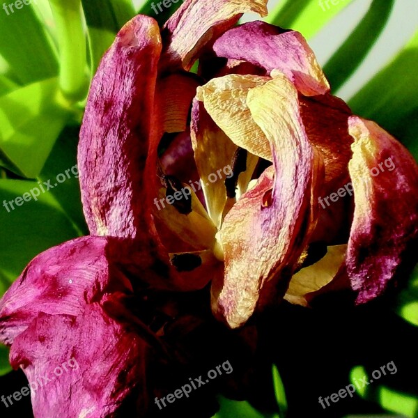 Tulip Plant Flower Transience Withered