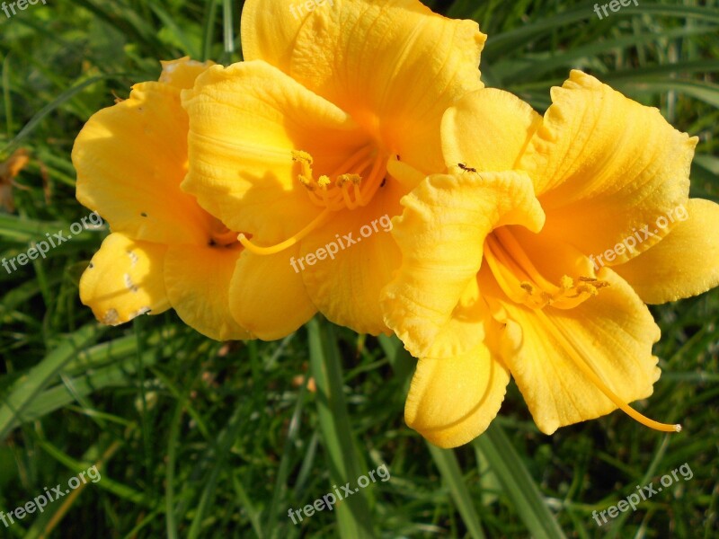 Lily Daylily Yellow Flower Blossom