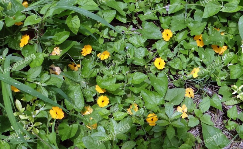 Brown-eyed Susanne Flower Susanne Flora Golden