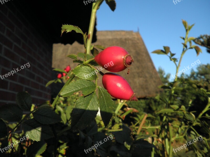 Rose Hip Wild Rose Fruit Red Autumn