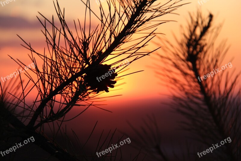 Alxa Sunset Echinacea Inner Mongolia The Scenery