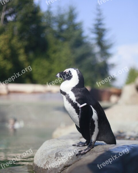 Penguin Animal Bird Zoo Black