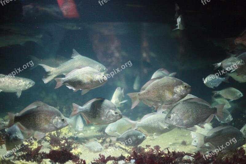 Fish Aquarium Water Underwater Marine