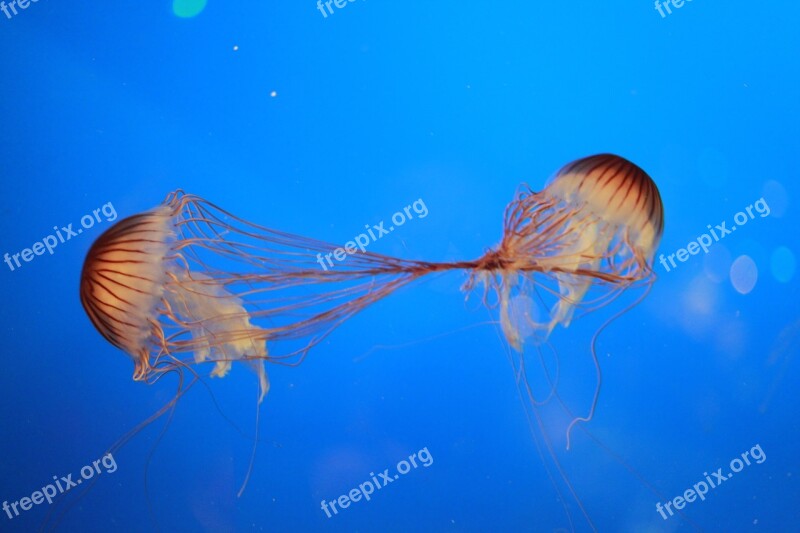 Jellyfish Ocean Creatures Fish Sting