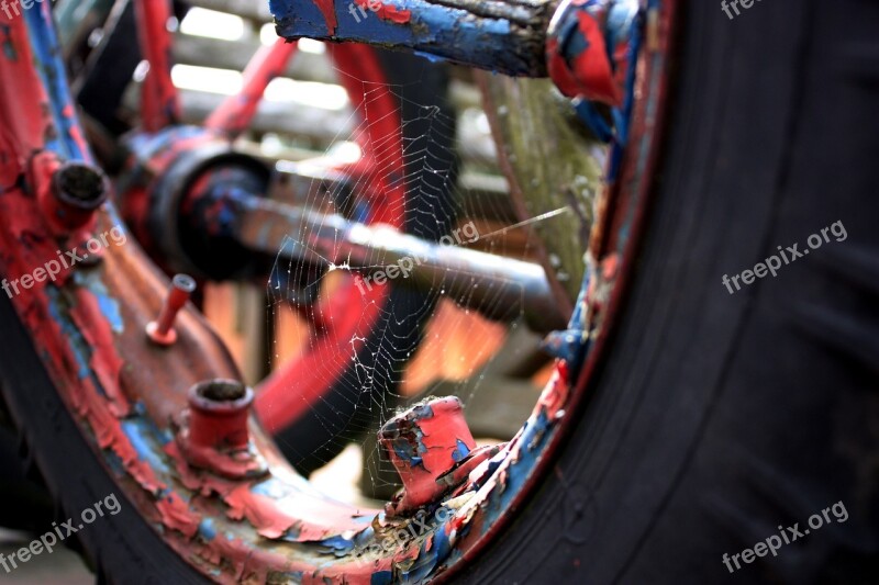 Wheel Cobweb Spider Webs Mature Old