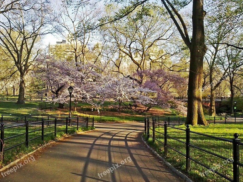 Central Park New York Manhattan City Outdoors