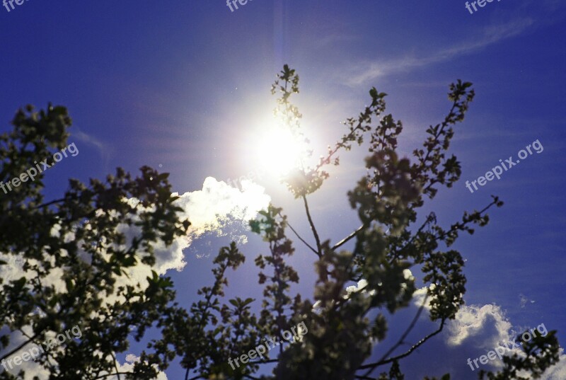 Sun Sky Branches Backlighting Nature