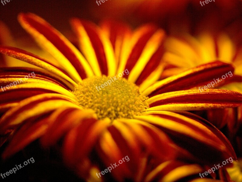 Flower Yellow Yellow Flower Inflorescence Free Photos