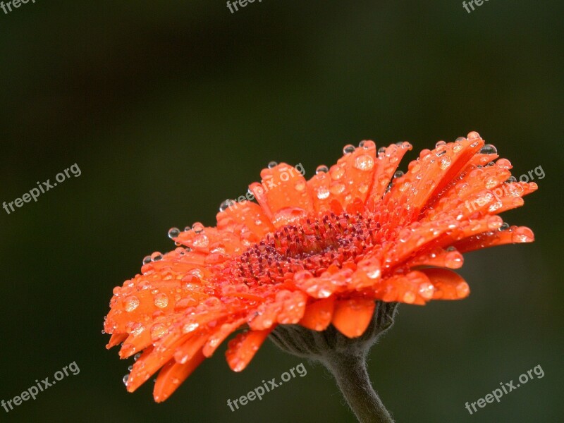 Flower Rain Summer Early Summer Free Photos