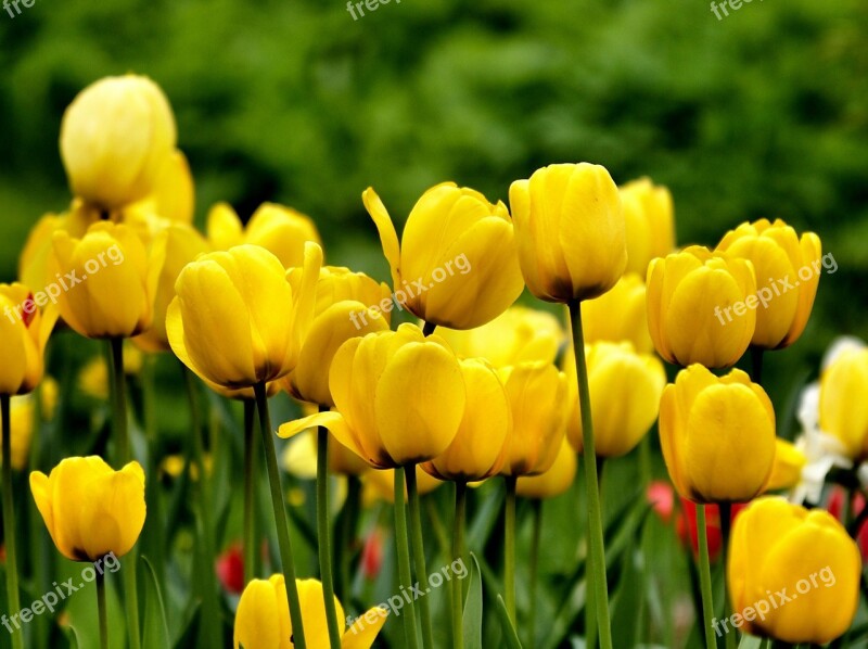 Tulip Flower Summer Flower Garden Cultured