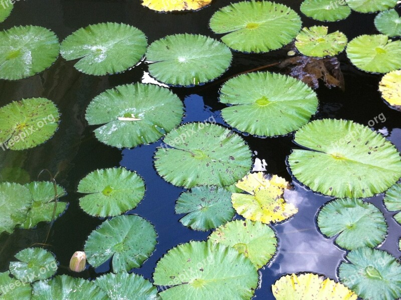 Lily Pads Nature Leaf Water Lilies Garden