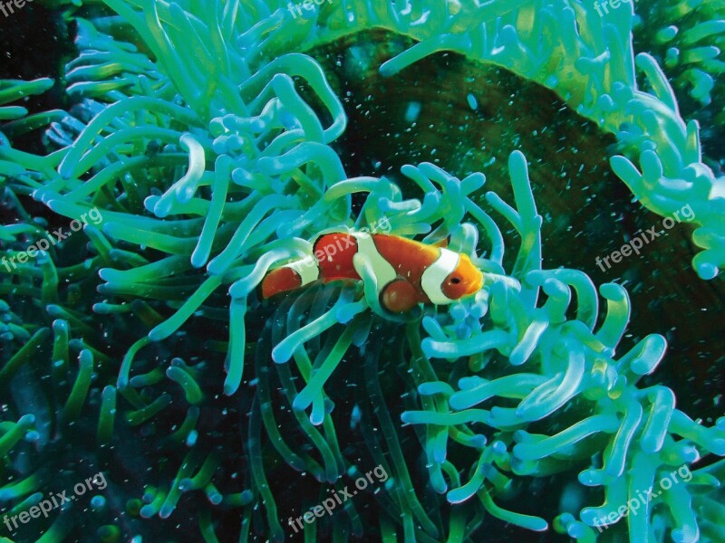 Clown Fish Underwater Diving Coral Turquoise