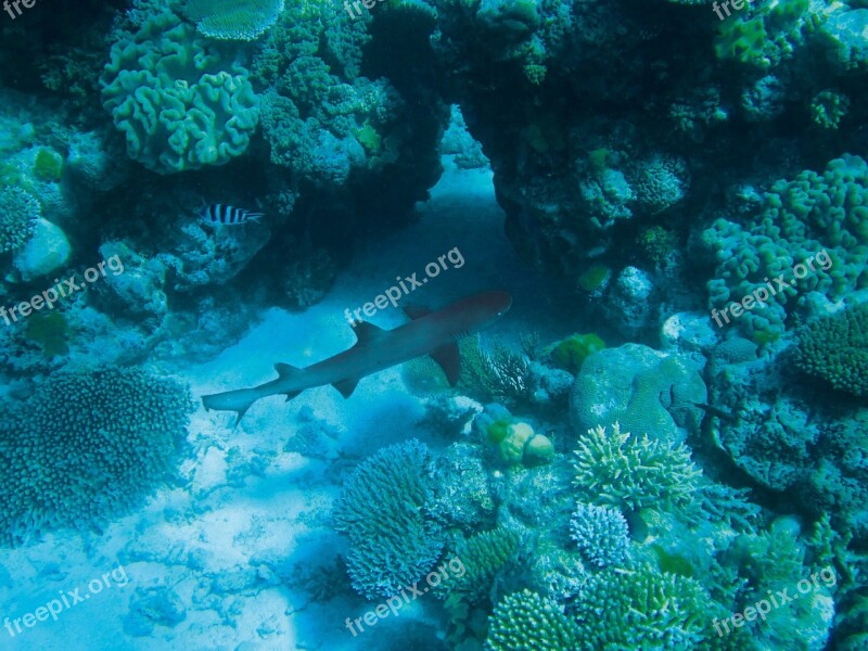 Hai Underwater Diving Coral Turquoise