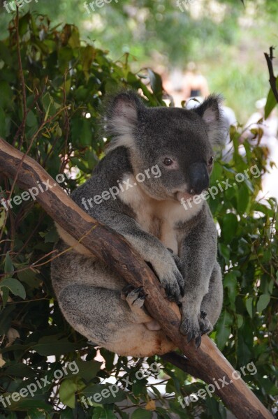 Koala Bear Bear Animal Cute Branch