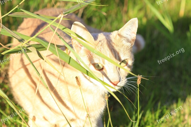 Domestic Cat Cat Cat Face Pet Animal