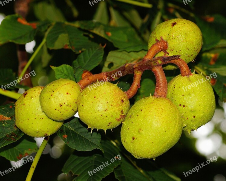 Chestnut Tree Chestnut Green Immature Summer