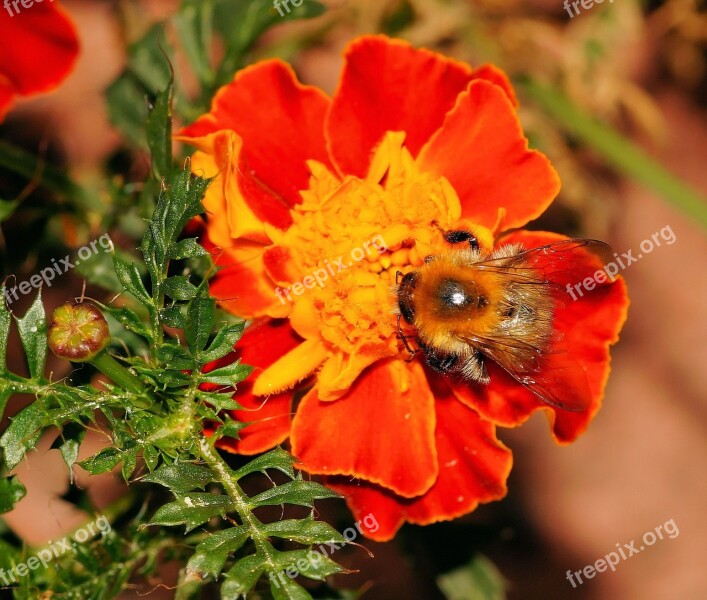 Hummel Marigold Insect Flower Blossom