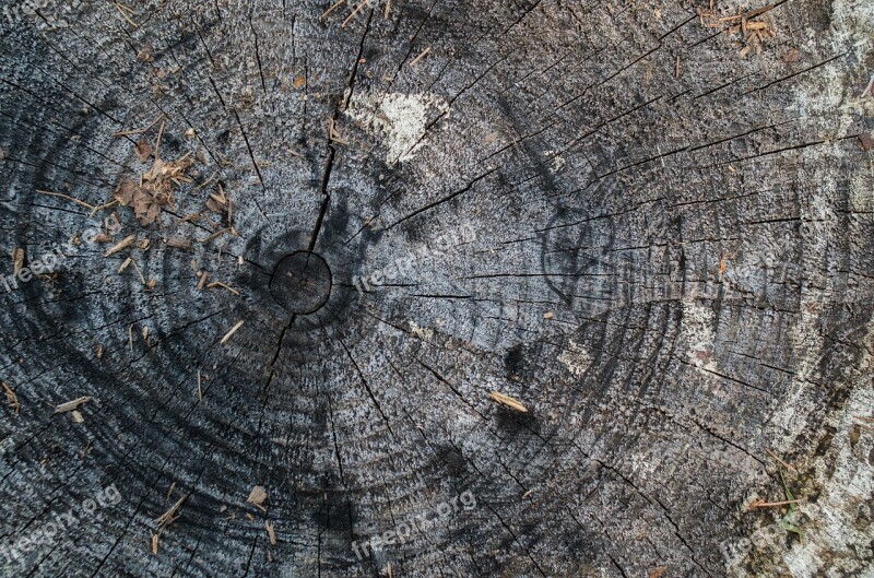 Tree Stump Rings Nature Wood