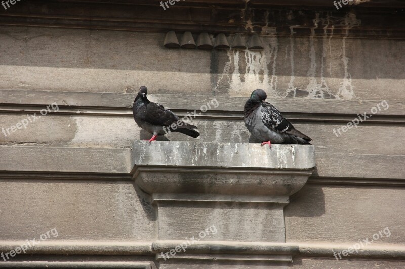 Wall Projection Pigeons Resting Place Birds Free Photos