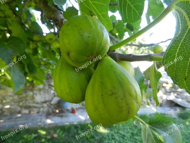 Figs Fruit Fig Tree Free Photos