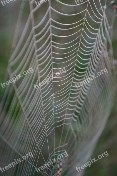 Cobweb Morning Dew Web Case Free Photos