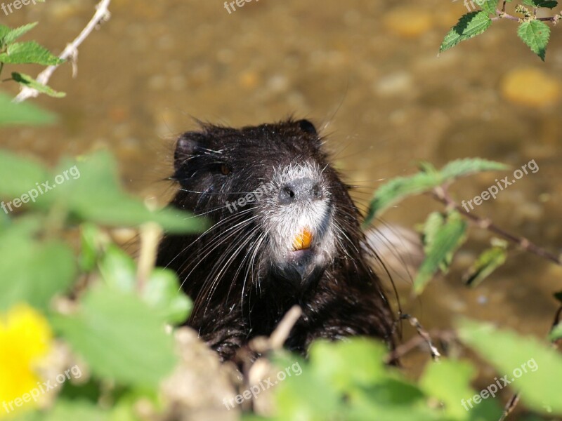 Water Rat Nutria Animals Water Rodents