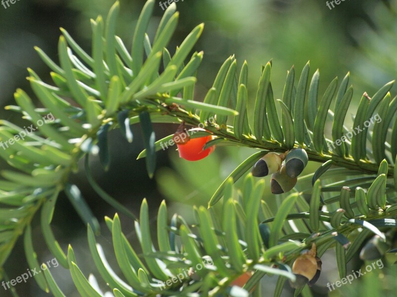 Yew Conifer Plant Poisonous Plant Free Photos