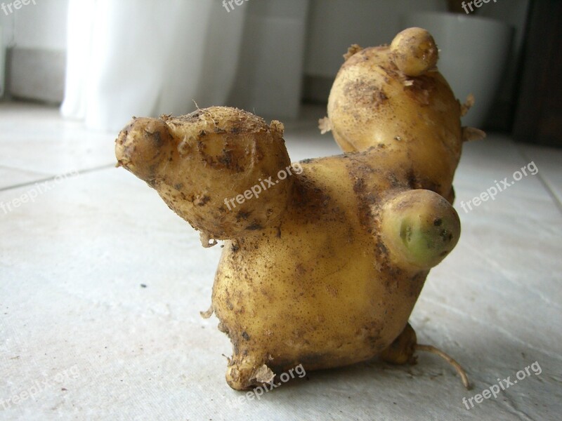 Potato Fruit Malformation Podgy Knubbel