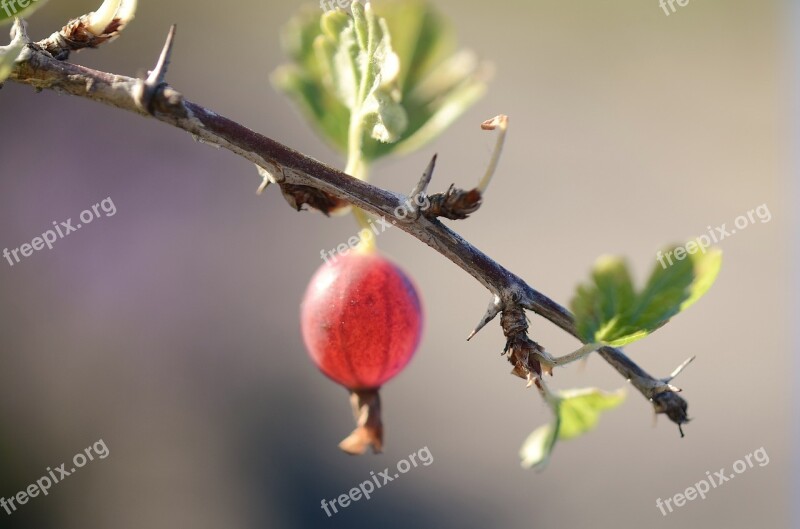 Gooseberry Fruits Red Spring Nature