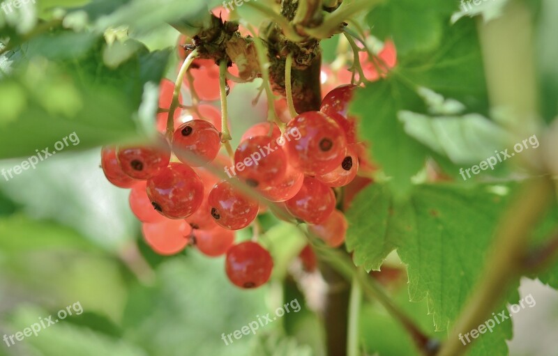 Currant Fruits Red Green Nature